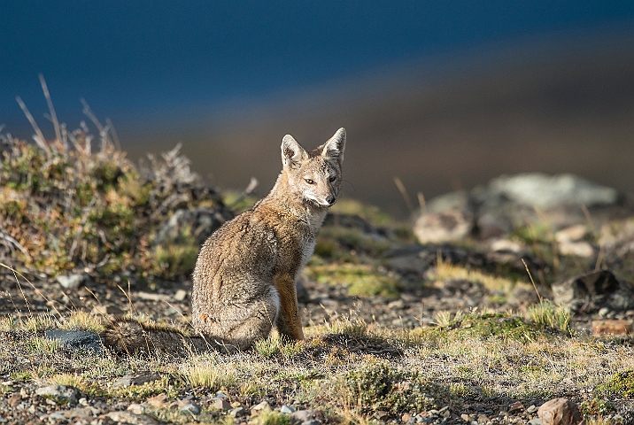 WAH026080.jpg - Sydamerikansk gråræv (South American Grey Fox)