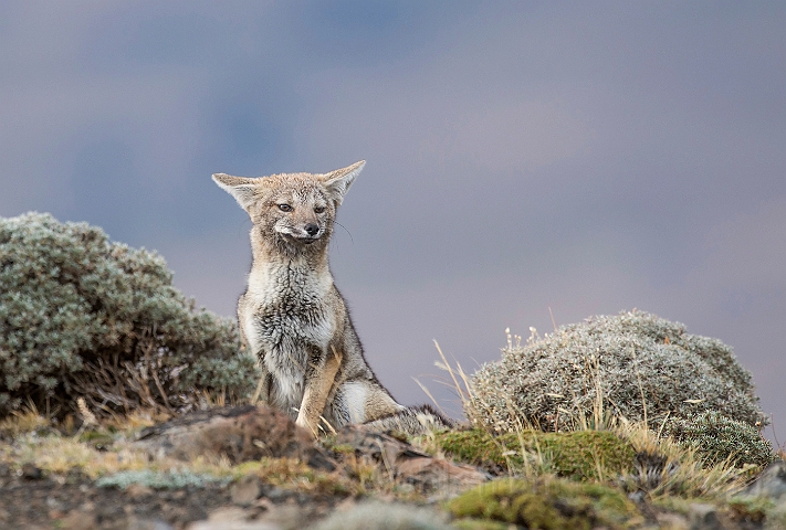 WAH026086.jpg - Sydamerikansk gråræv (South American Grey Fox)