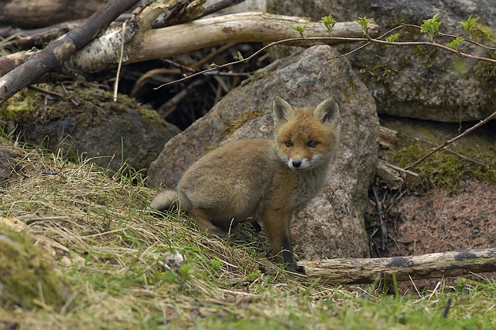 WAH005433P.jpg - Rævehvalp (Red Fox Cub)