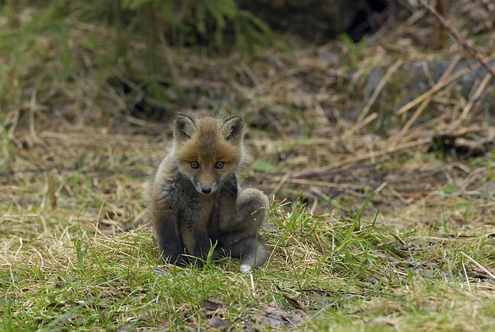 WAH005439.jpg - Rævehvalp (Red Fox Cub)