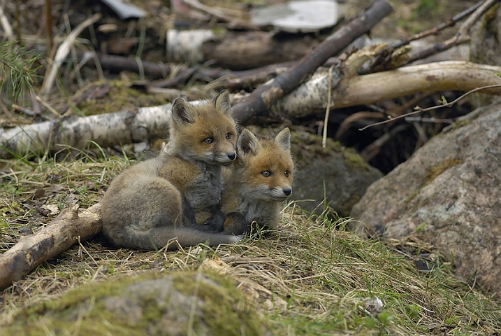 WAH005460P.jpg - Rævehvalpe (Red Fox Cubs)