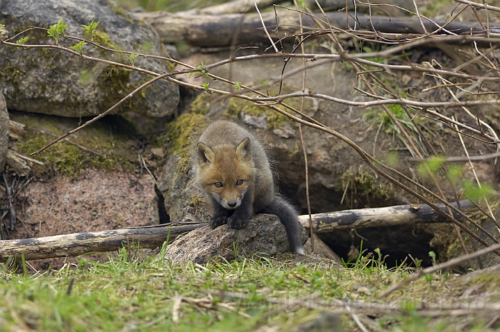 WAH005466.jpg - Rævehvalp (Red Fox Cub)