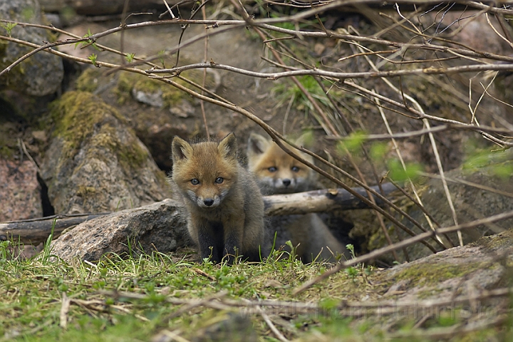 WAH005478.jpg - Rævehvalp (Red Fox Cub)