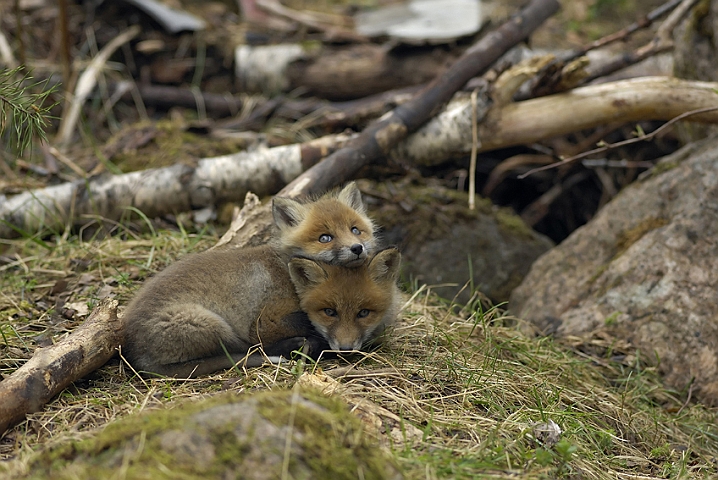 WAH005480.jpg - Rævehvalpe (Red Fox Cubs)