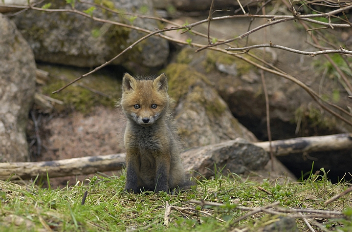 WAH005488P.jpg - Rævehvalp (Red Fox Cub)