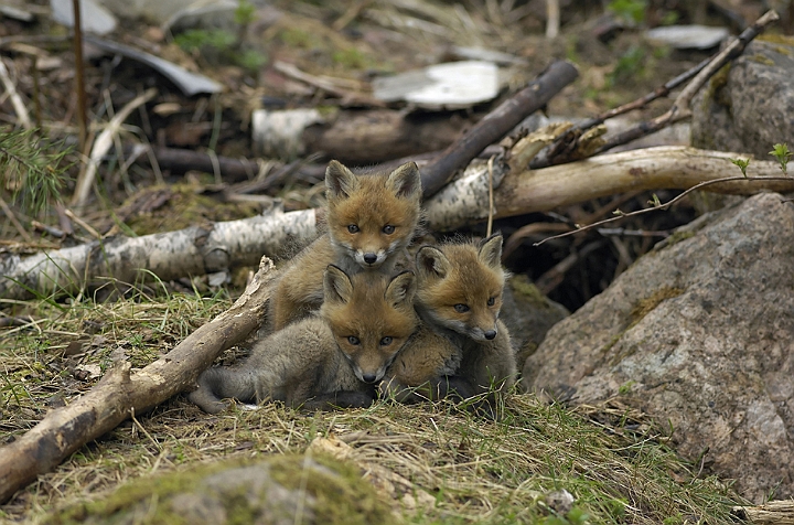 WAH005502.jpg - Rævehvalpe (Red Fox Cubs)