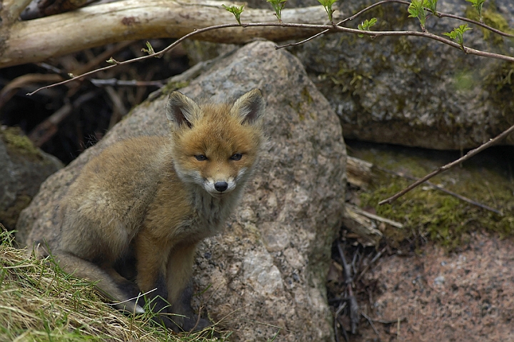 WAH005505.jpg - Rævehvalp (Red Fox Cub)