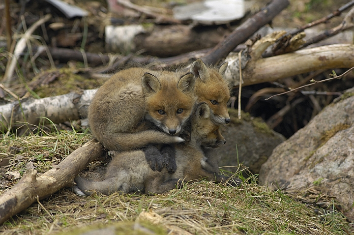 WAH005506.jpg - Rævehvalpe (Red Fox Cubs)