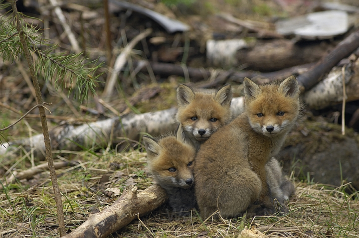 WAH005509.jpg - Rævehvalpe (Red Fox Cubs)