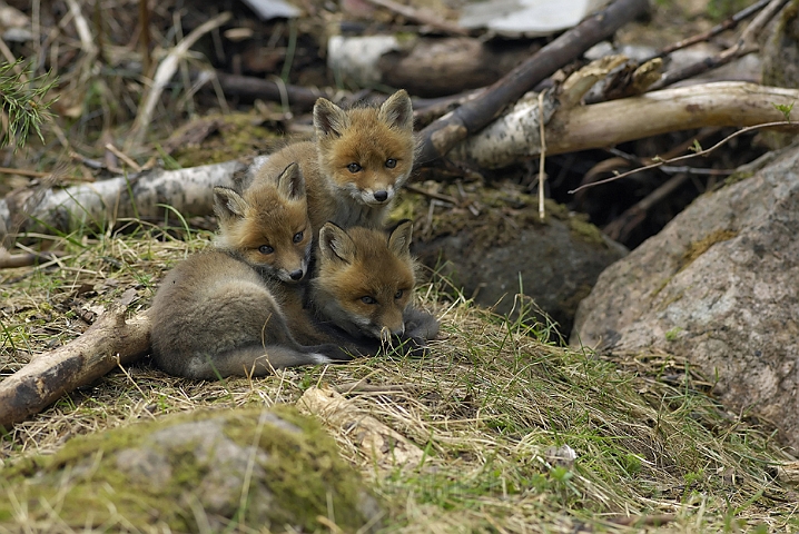 WAH005577.jpg - Rævehvalpe (Red Fox Cubs)