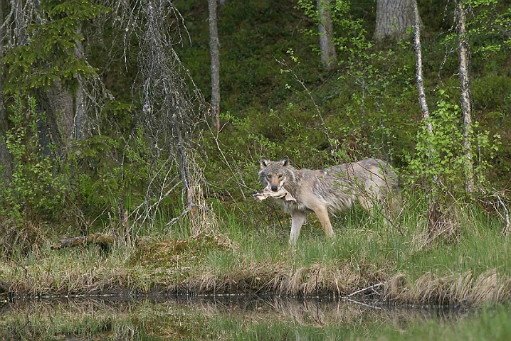 WAH007217P.jpg - Ulv (Wolf), Finland