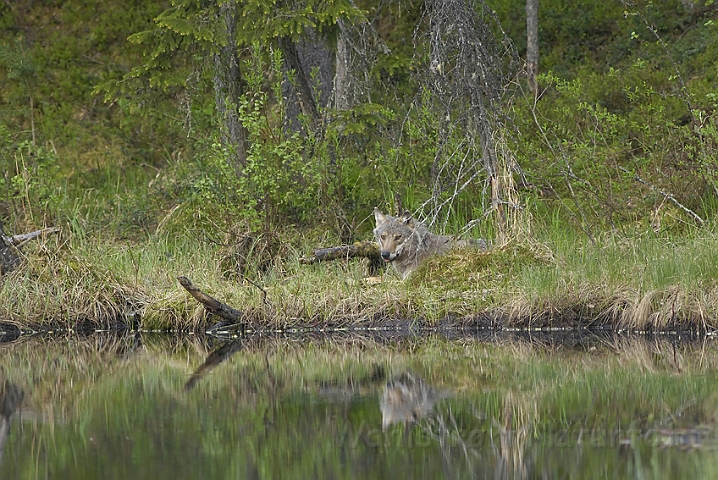 WAH007222.jpg - Ulv (Wolf), Finland