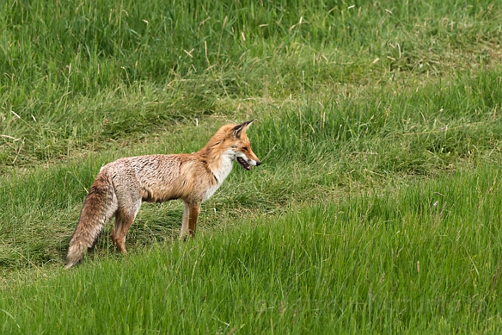 WAH028049.jpg - Ræv (Red Fox)