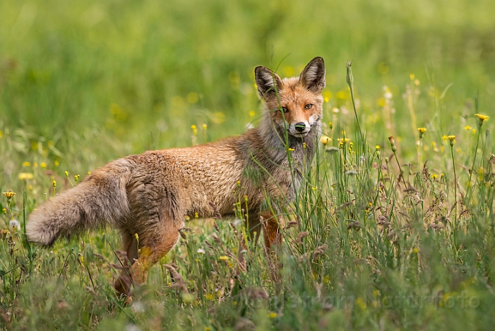 WAH030212.jpg - Rød ræv (Red (Fox)