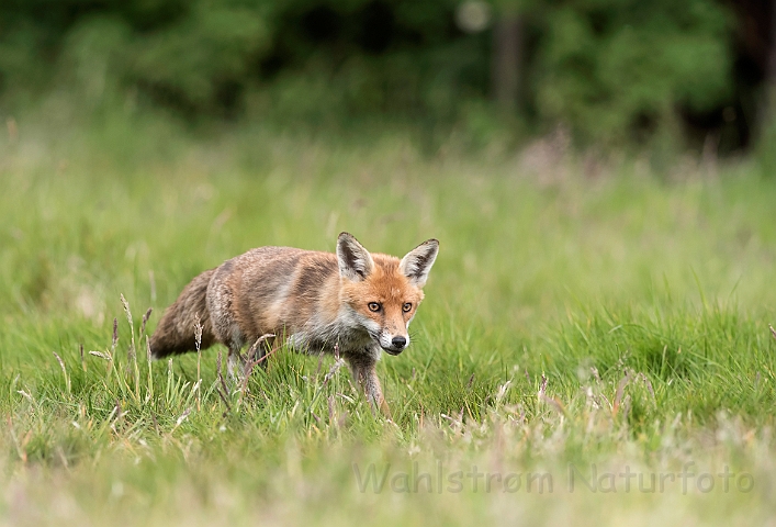 WAH030581.jpg - Rød ræv (Red (Fox)