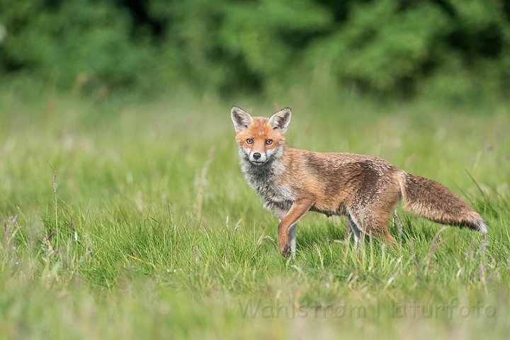 WAH030585.jpg - Rød ræv (Red (Fox)