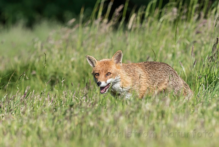 WAH030605.jpg - Rød ræv (Red (Fox)