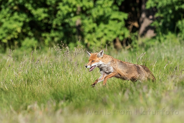 WAH030614.jpg - Rød ræv (Red (Fox)