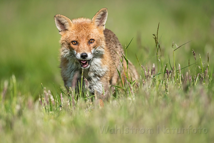 WAH030627.jpg - Rød ræv (Red (Fox)