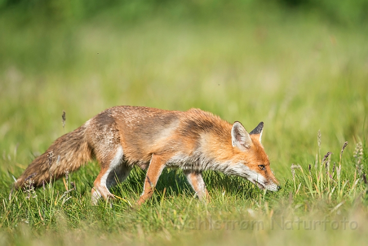 WAH030631.jpg - Rød ræv (Red (Fox)