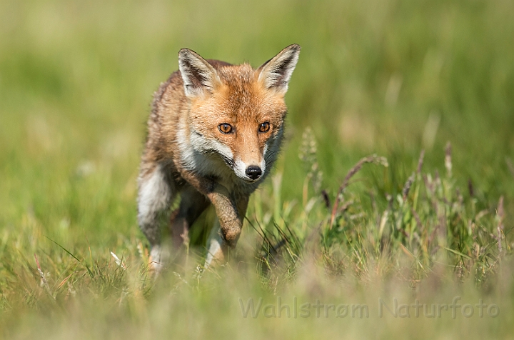 WAH030635.jpg - Rød ræv (Red (Fox)