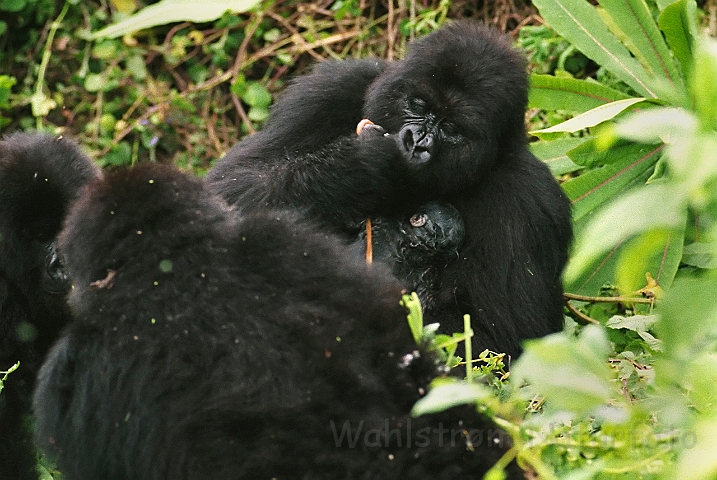 WAH008359.jpg - Bjerggorilla med nyfødt unge (Mountain Gorilla with a newborn baby)