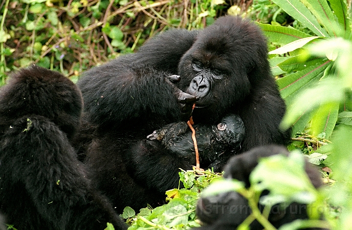 WAH008360.jpg - Bjerggorilla med nyfødt unge (Mountain Gorilla with a newborn baby)