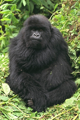 WAH008361.jpg - Ung bjerggorilla (Young Mountain Gorilla), Rwanda