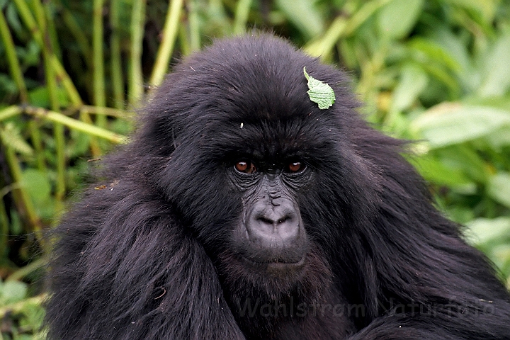 WAH008364.jpg - Ung bjerggorilla (Young Mountain Gorilla), Rwanda