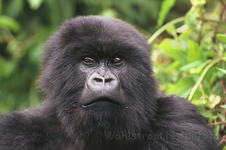 WAH008365.jpg - Bjerggorilla (Mountain Gorilla), Rwanda