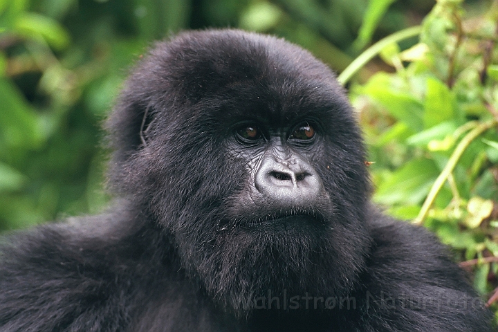 WAH008366.jpg - Bjerggorilla (Mountain Gorilla), Rwanda