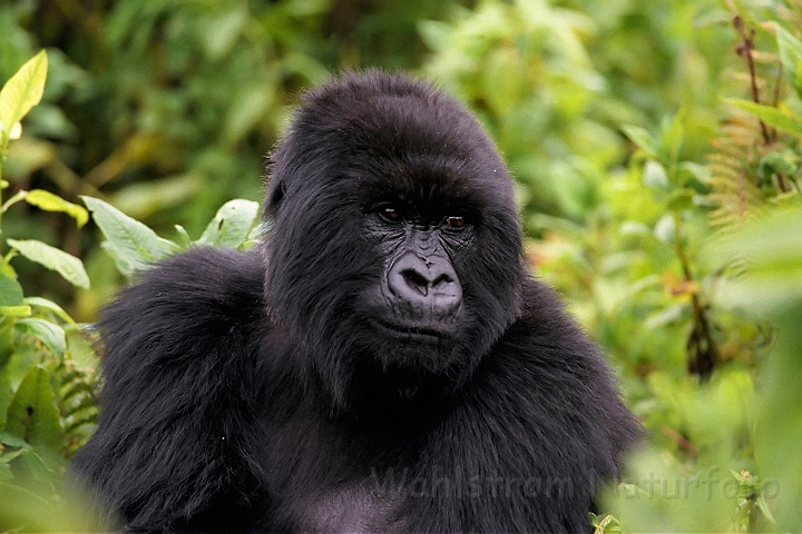 WAH008367.jpg - Bjerggorilla (Mountain Gorilla), Rwanda