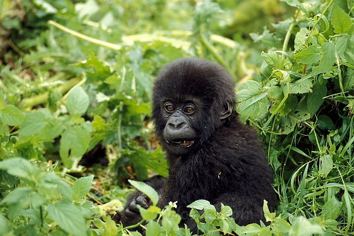 WAH008368.jpg - Bjerggorillaunge (Mountain Gorilla baby), Rwanda