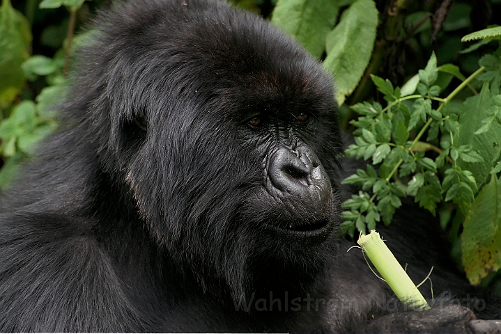 WAH008369.jpg - Bjerggorilla (Mountain Gorilla), Rwanda