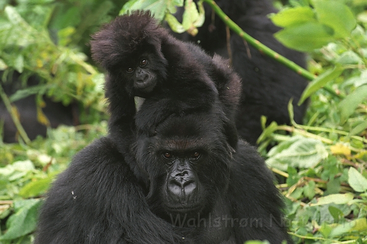 WAH008370.jpg - Bjerggorilla med unge (Mountain Gorilla with her baby)