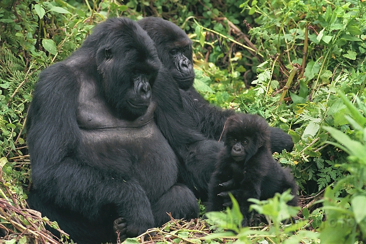 WAH008371.jpg - Bjerggorilla med unge (Mountain Gorilla with her baby)