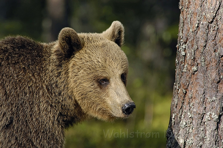 WAH003646P.jpg - Brun bjørn (Brown Bear) Finland