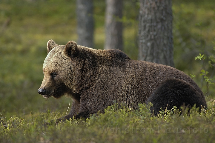 WAH003649P.jpg - Brun bjørn (Brown Bear) Finland