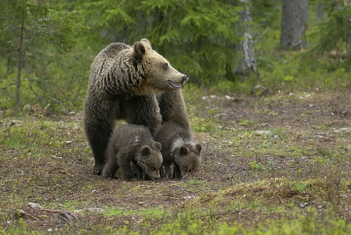 WAH005624P.jpg - Brun bjørn (Brown Bear) Finland