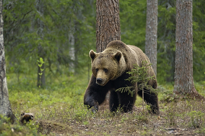 WAH005660P.jpg - Brun bjørn (Brown Bear) Finland