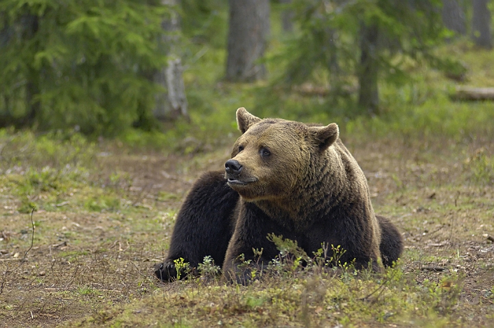 WAH005669.jpg - Brun bjørn (Brown Bear) Finland