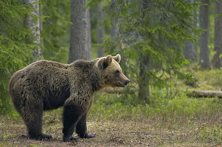 WAH005673.jpg - Brun bjørn (Brown Bear) Finland