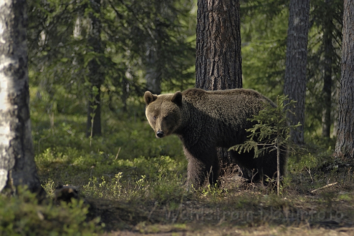 WAH005710.jpg - Brun bjørn (Brown Bear) Finland