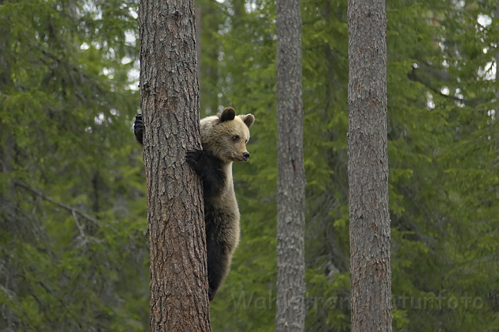 WAH005724.jpg - Brun bjørn (Brown Bear) Finland