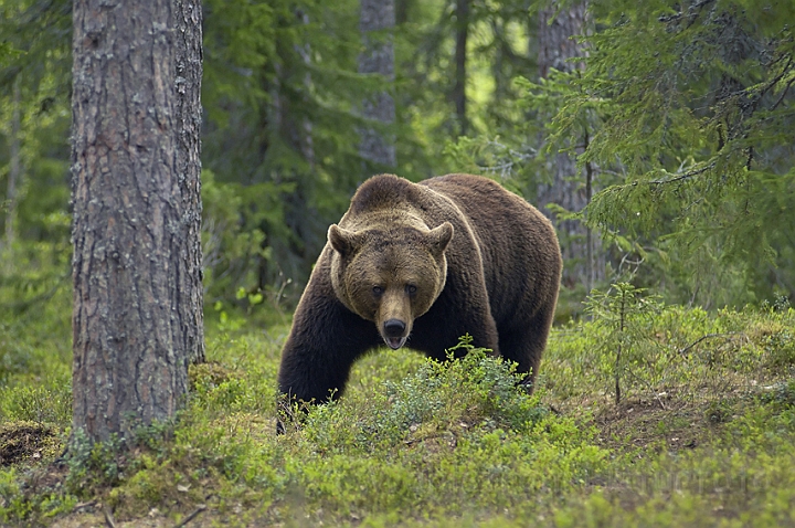 WAH005746P.jpg - Brun bjørn (Brown Bear) Finland