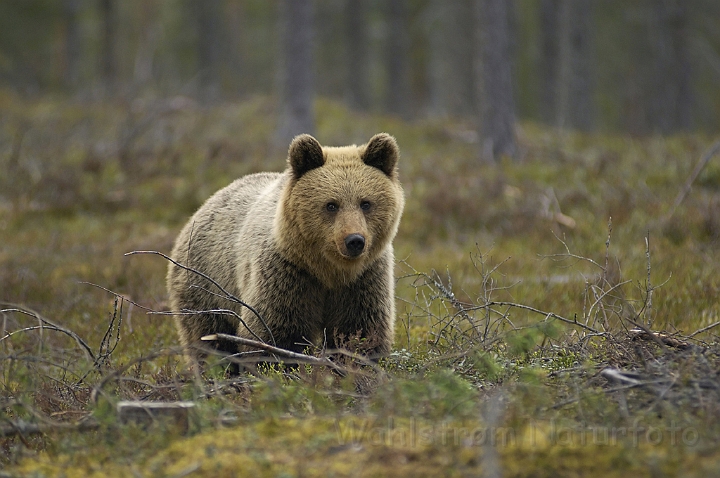 WAH007254P.jpg -  Brun bjørn (Brown Bear) Finland