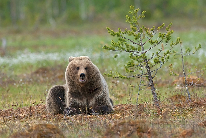 WAH009020.jpg - Brun bjørn (Brown Bear), Finland