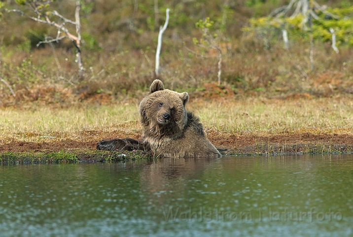 WAH009072.jpg - Brun bjørn (Brown Bear), Finland