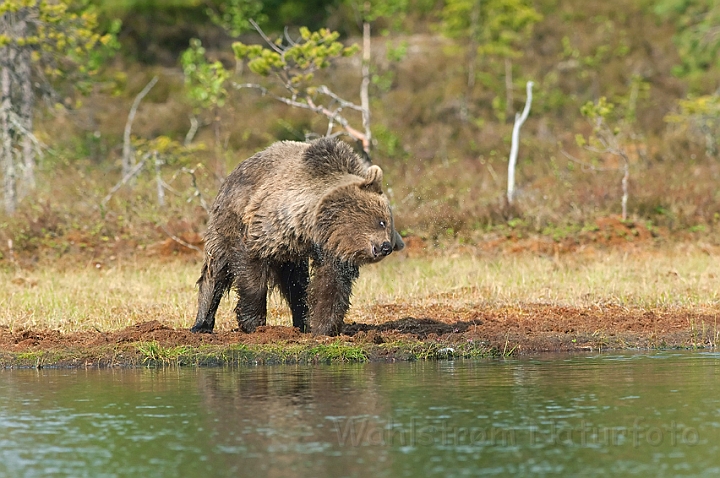 WAH009076.jpg - Brun bjørn (Brown Bear), Finland