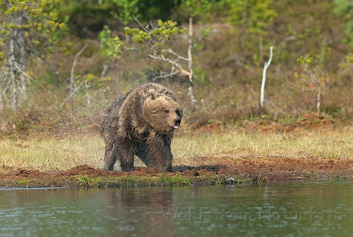 WAH009078.jpg - Brun bjørn (Brown Bear), Finland